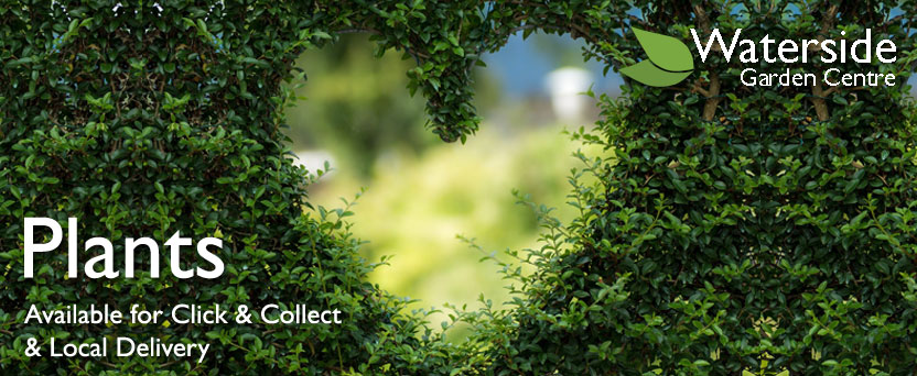 Garden Plants Garden Plants