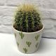 Echinocactus Grusonii - Golden Barrel Cactus 10.5cm (Pot not included)