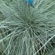 Festuca Glauca - Intense Blue