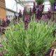 Lavandula Stoechas Anouk - French Lavender