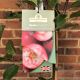 Apple (Malus) Rosette 11.5 L