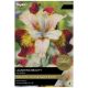 Taylors Bulbs - Laughing Beauty - Iris Sibirica