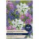 Taylors Bulbs - Agapanthus Collection