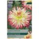 Taylors Bulbs - Caproz Josephine - Dahlia