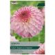 Taylors Bulbs - Arbatax - Dahlia