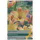 Taylors Bulbs - Easy Fantasy - Lily