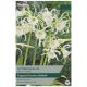 Taylors Bulbs - Hymenocallis Festalis