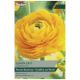 Taylors Bulbs - Lemon Zest - Ranunculus