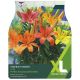 Taylors Bulbs - Matrix Fusion - Lilium (XL Value Pack)