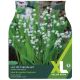 Taylors Bulbs - Lily of the Valley (XL Value Pack)