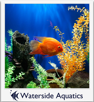 Waterside Aquatics