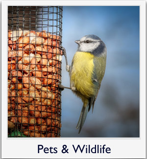 Pets & Wildlife
